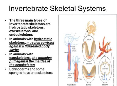 動物骨骼|图说骨骼系统(Skeletal system)·无脊椎动物